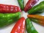 Hot Pepper ‘Pimiento de Padron’ Seeds (Certified Organic)