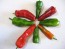 Hot Pepper ‘Pimiento de Padron’ Seeds (Certified Organic)