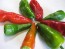 Hot Pepper ‘Pimiento de Padron’ Seeds (Certified Organic)