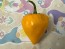 Hot Pepper 'Hinkelhatz Chicken Heart Yellow' Seeds (Certified Organic)