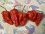 Hot Pepper ‘Zing’ Seeds (Certified Organic)