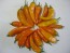 Sweet Pepper ‘Tequila Sunrise' Seeds (Certified Organic)