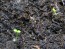 Petunia, Purple and White Striped Seeds (Certified Organic)