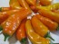 Sweet Pepper ‘Tequila Sunrise' Seeds (Certified Organic)