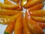 Sweet Pepper ‘Tequila Sunrise' Seeds (Certified Organic)