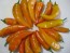 Sweet Pepper ‘Tequila Sunrise' Seeds (Certified Organic)