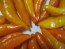 Sweet Pepper ‘Tequila Sunrise' Seeds (Certified Organic)