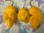 Hot Pepper 'Aji Lemon x Reaper' Seeds (Certified Organic)