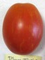 Tomato 'Plum Tigris'