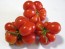 Tomato 'Reisetomate' Seeds (Certified Organic) 