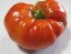 Tomato 'Red Brandywine, Regular Leaf' 