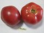 Tomato 'Bradley'