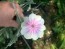 Rose Campion 'Angel's Blush' 