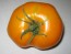 Tomato 'Golden Sunray' 