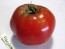 Tomato 'Abraham Lincoln'