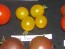 Tomato 'Small Gold Cherry'