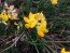 Bird's Foot Trefoil 