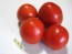 Tomato 'Bellestar'