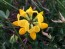 Bird's Foot Trefoil 