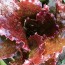 Lettuce ‘Red Sails’ 