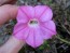 Petunia ‘Pink, Purple and Magenta Trailing Mix’