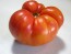 Tomato 'Northern Lights'
