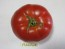 Tomato 'Adventure' Seeds (Certified Organic)