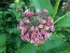 Common Milkweed