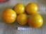 Tomato 'Yellow Perfection'