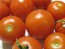 Tomato 'High Carotene'