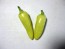 Hot Pepper ‘Cascabella’ 