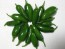Hot Pepper ‘TAM Jalapeno’ Seeds (Certified Organic)