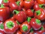 Sweet Pepper ‘Mini Red Bell’ Seeds (Certified Organic)