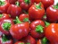 Sweet Pepper ‘Mini Red Bell’ Seeds (Certified Organic)