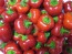 Sweet Pepper ‘Mini Red Bell’ Seeds (Certified Organic)