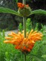 Lion's Ear AKA Devil's Pincushion