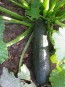 Zucchini 'Black Beauty' 