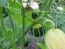 Gourd 'Bicolor Pear' 