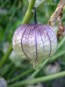 Tomatillo 'Purple'