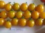 Tomato 'Sweet Gold F2' 