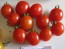 Tomato 'Peacevine Cherry'