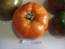 Tomato 'Italian Beefsteak' 