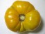 Tomato 'Yellow Brandywine'