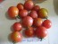 Tomato 'Garden Pearl'