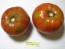 Tomato 'Flathead Monster Pink' Seeds (Certified Organic)
