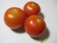 Tomato 'Tomcat F2' Seeds (Certified Organic)