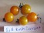 Tomato 'Gold Rush Currant'