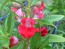 Balsam Impatiens Mix