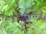 Kale 'Red Winter' Seeds (Certified Organic)