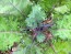 Kale 'Red Winter' Seeds (Certified Organic)